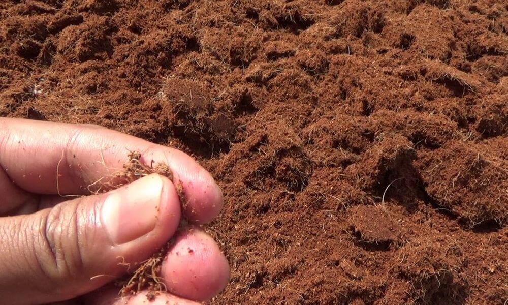 Pemanfaatan sabut kelapa dalam produk eksklusif