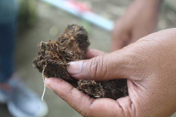 pakan rumen friendly ternak