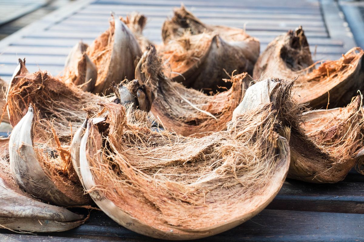 Manfaat sabut kelapa bagi tanaman kopi tropis