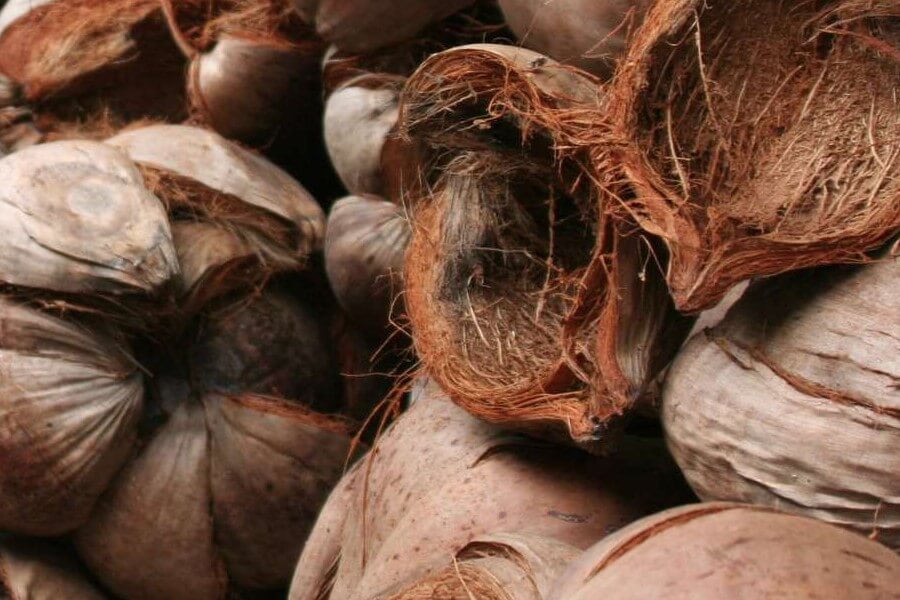 Sabut kelapa untuk sistem irigasi berkelanjutan alami