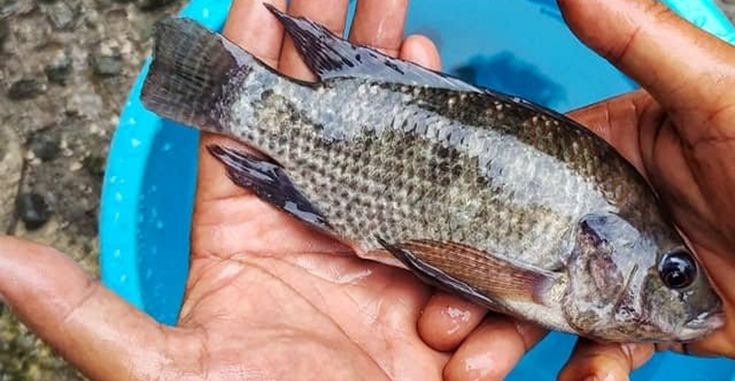 kematian massal nila bioflok