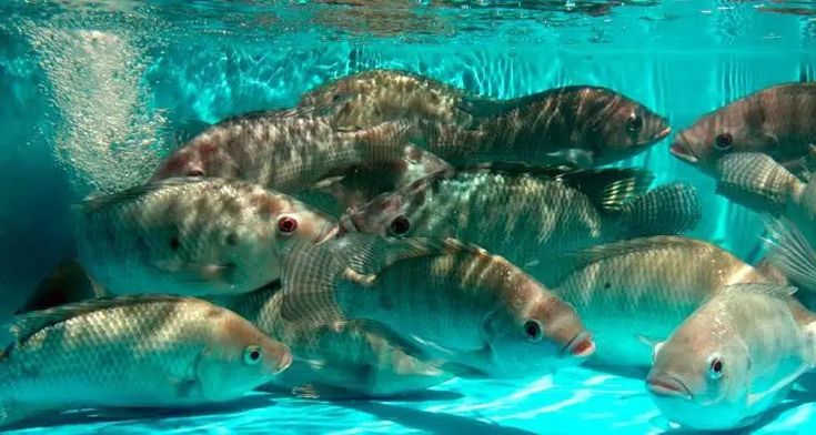 penjelasan sistem bioflok ikan nila