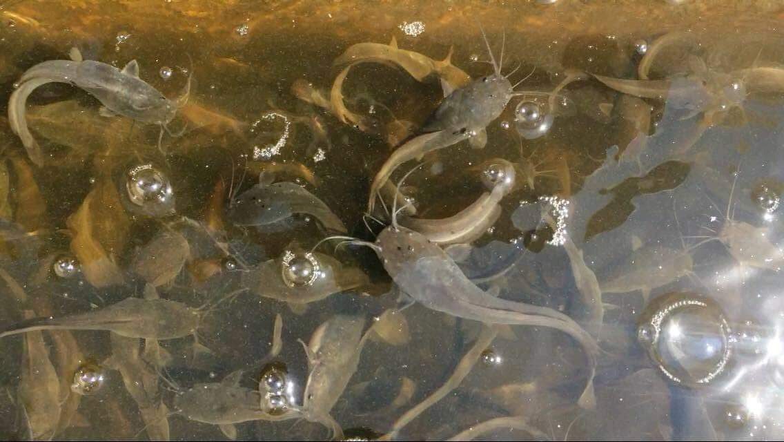 penanganan lele kembung secara alami