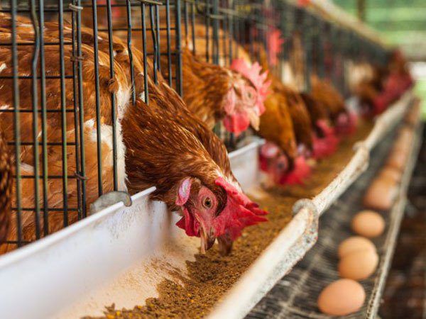 perlengkapan ayam petelur