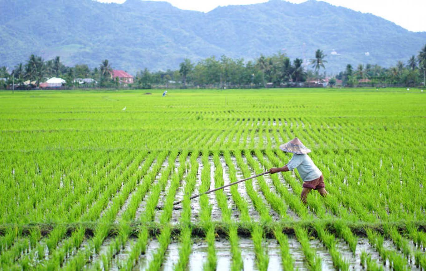cara meningkatkan produktivitas lahan sawah
