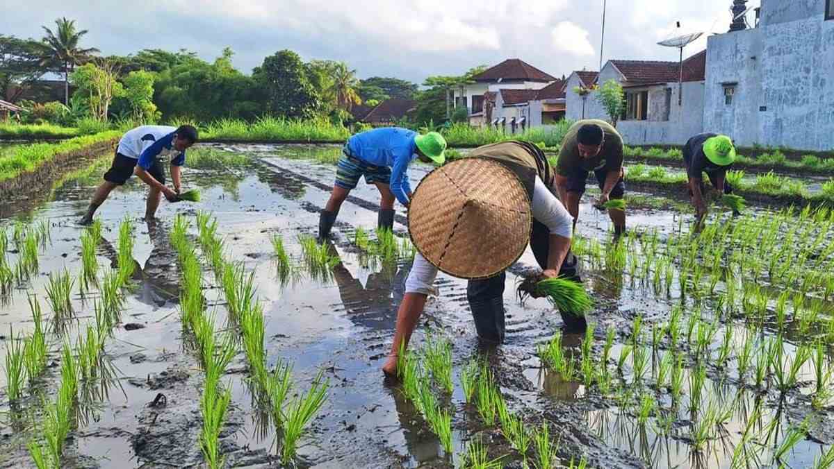 Masalah Umum Saat Menanam Padi