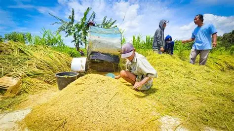tips mengoptimalkan tenaga kerja pascapanen