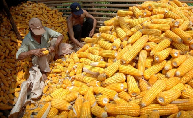 solusi mengurangi kehilangan biji saat pemipilan