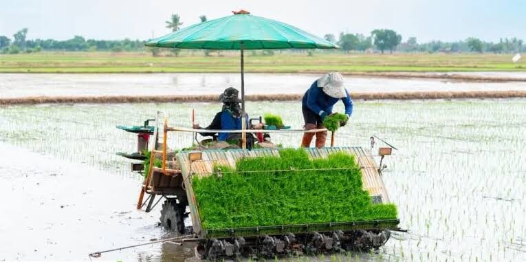 Cara Mempercepat Proses Tanam Padi