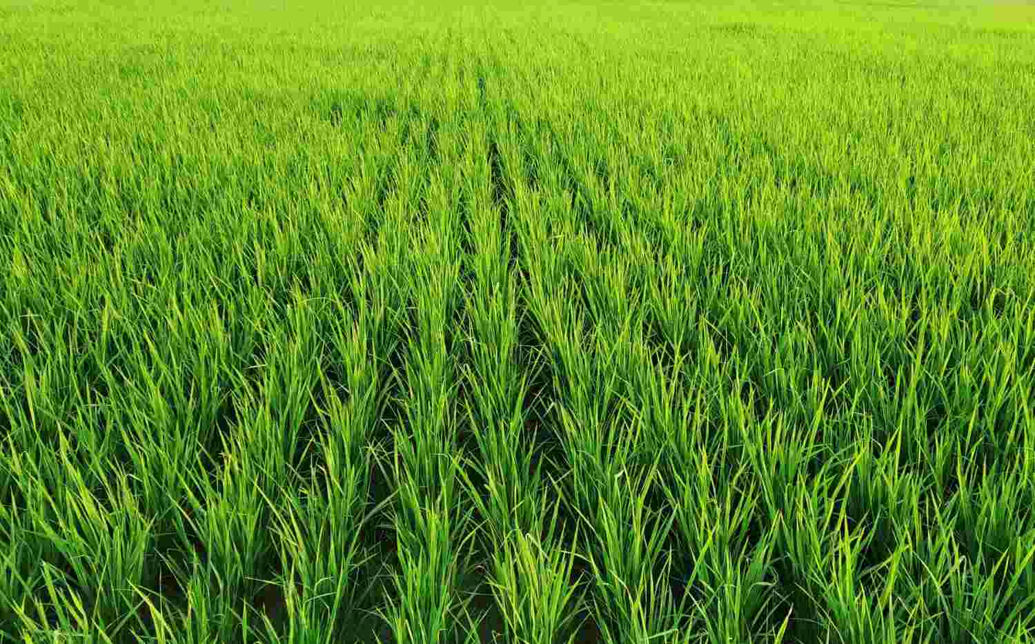 pola tanam efektif lahan sawah
