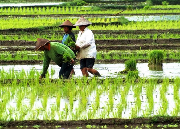 waktu pekerjaan sawah