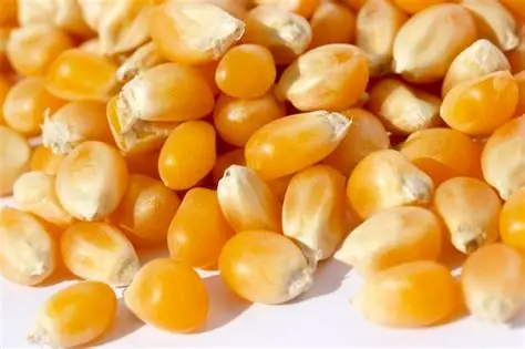 kualitas biji jagung