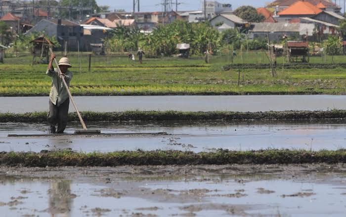 cara meratakan tanah setelah dibajak