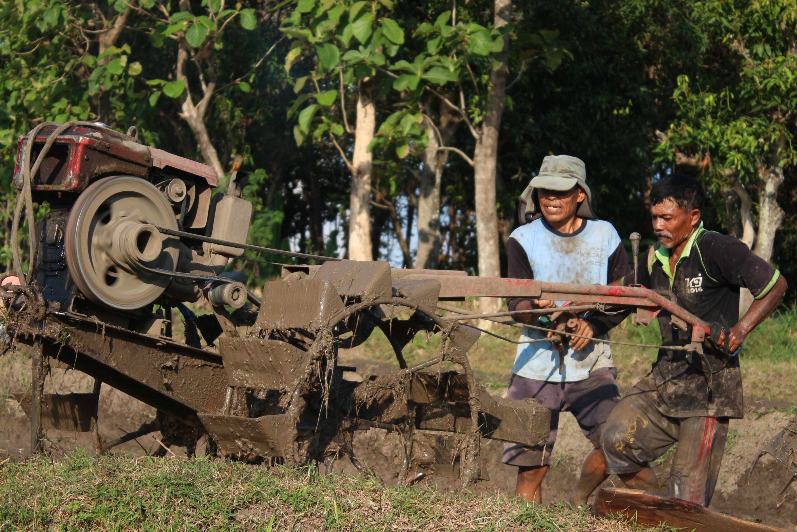 cara membajak tanah sawah basah